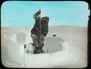 Image of Eskimo [Inuk] Harpooning Seal at Snow Shield